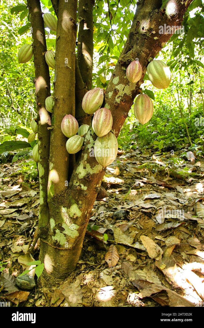 Beautiful shot of cocoa plantations with green leaves in a jungle Stock Photo