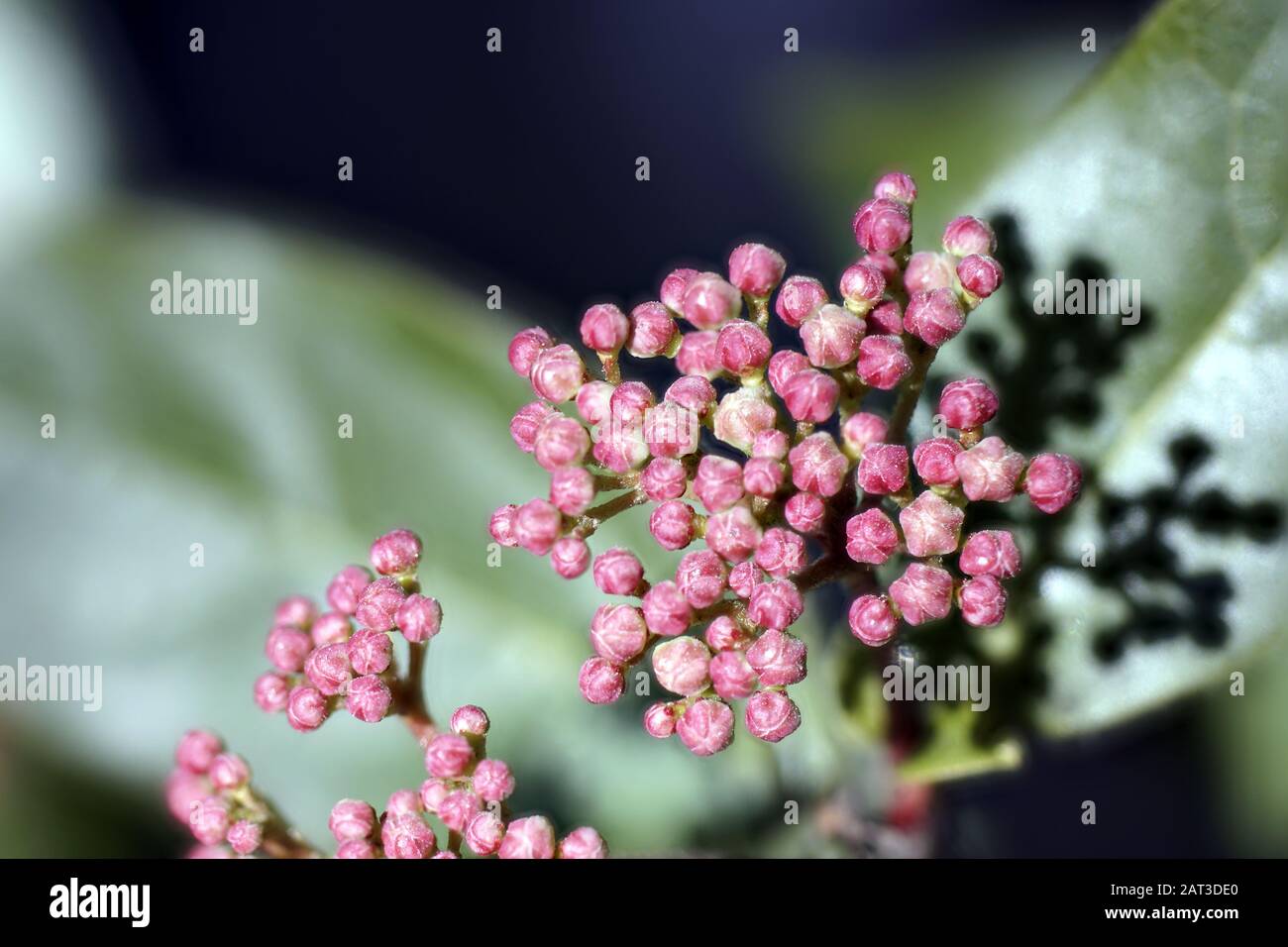 Closeup shot of beautiful pink yarrow flower buds on a blurred background Stock Photo