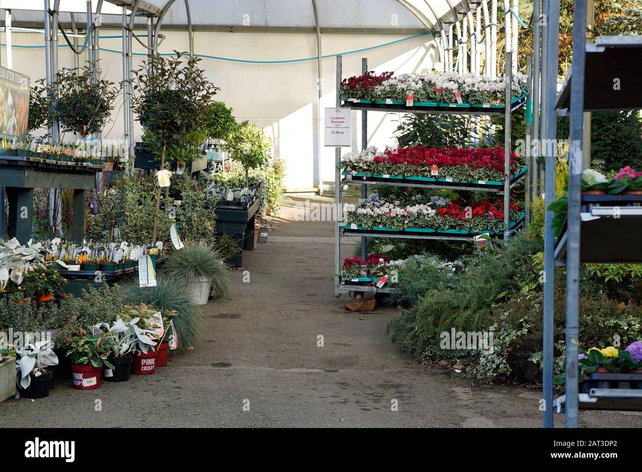 Matlock, Derbyshire, UK.  January 19, 2020. Commercial garden centre selling plants in January for home and garden at Matock in Derbyshire, UK. Stock Photo