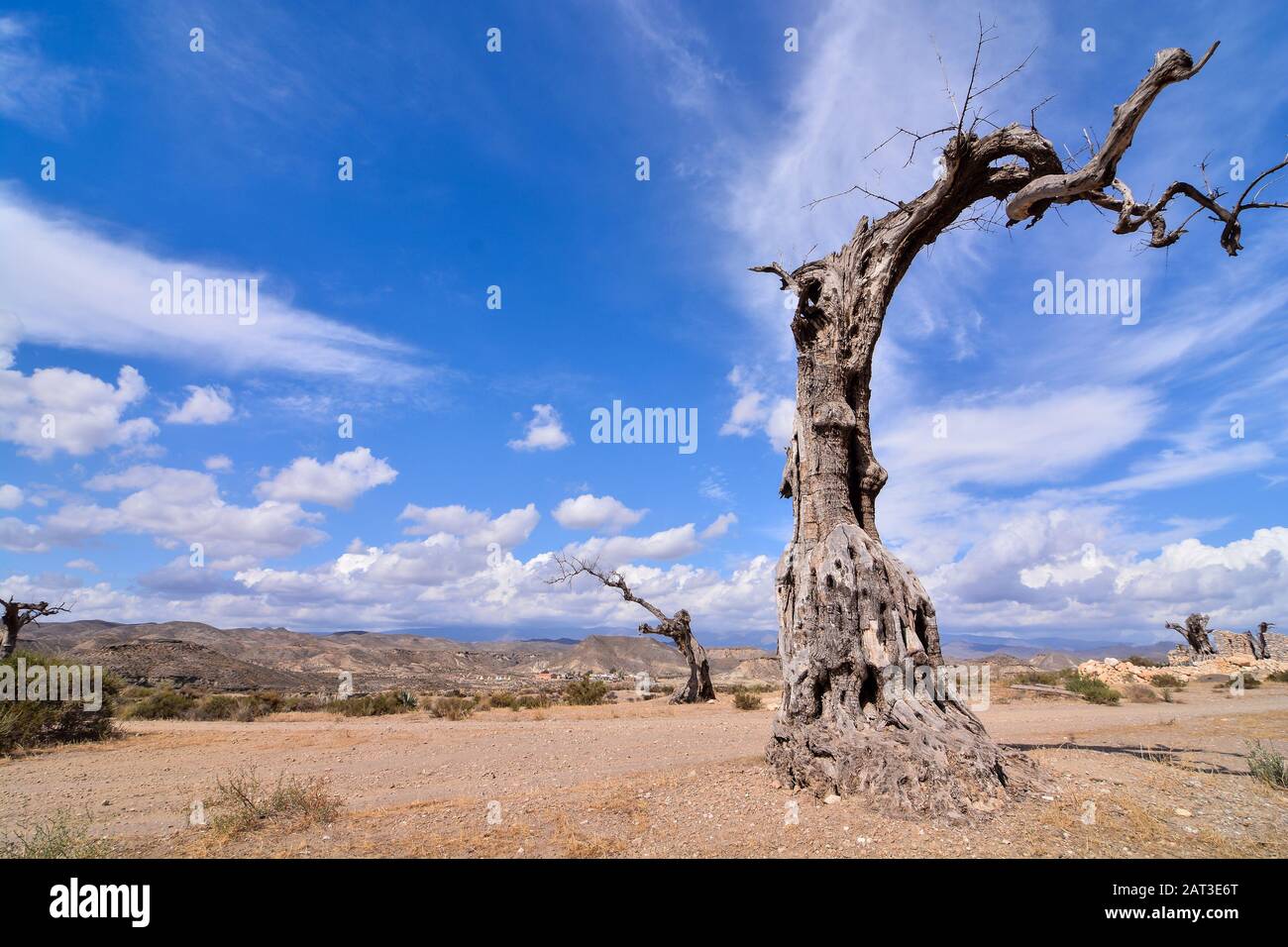 Low angle shot of a dead tree in a desert land with a clear blue sky in