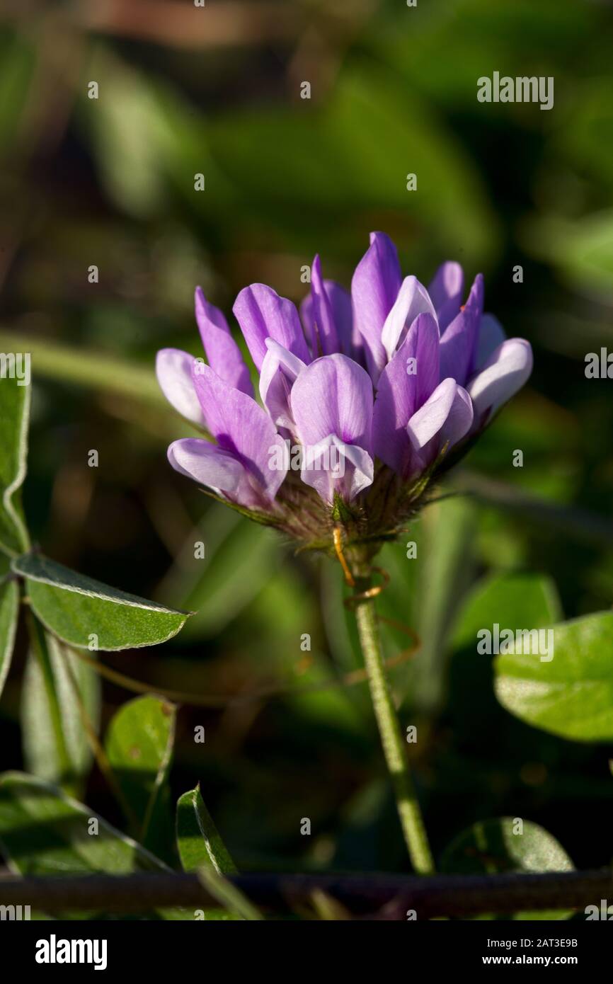 Purple Flower head of Pitch clover, Pitch trefoil, Bituminaria bituminosa growing in garrigue. Stock Photo