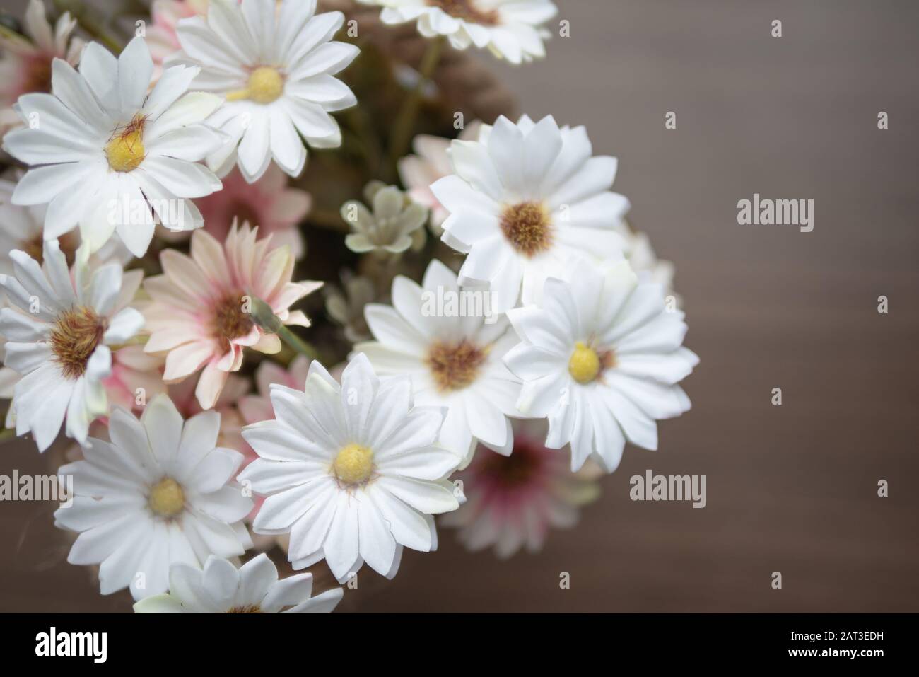 Close up white and pink flowers on the wooden table with yellow pollen. Top view blooming of fake flower. Stock Photo