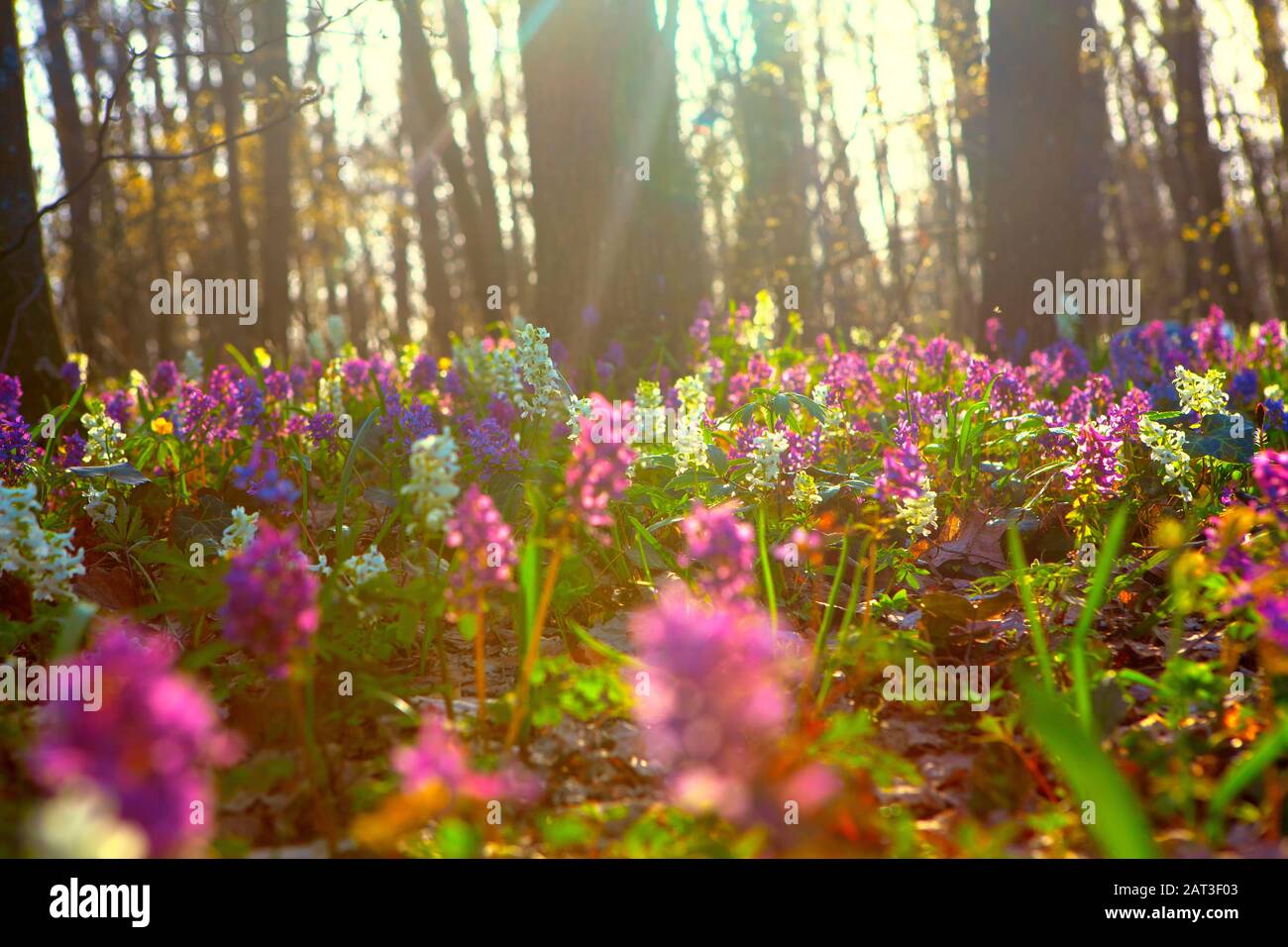 spring forest with wild flowers Stock Photo - Alamy