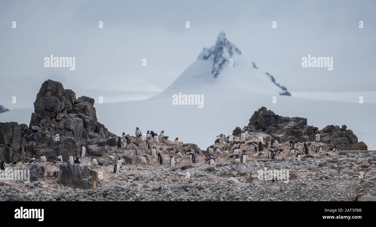 Gentoo penguin colonies, Hospital Point, Greenwich Island, South Shetland Islands, Antarctica Stock Photo