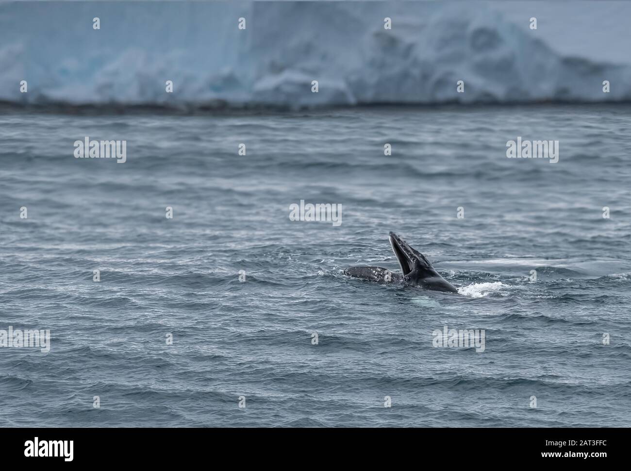 A pod of humpback whales feeding on the shores of Greenwich Island ...