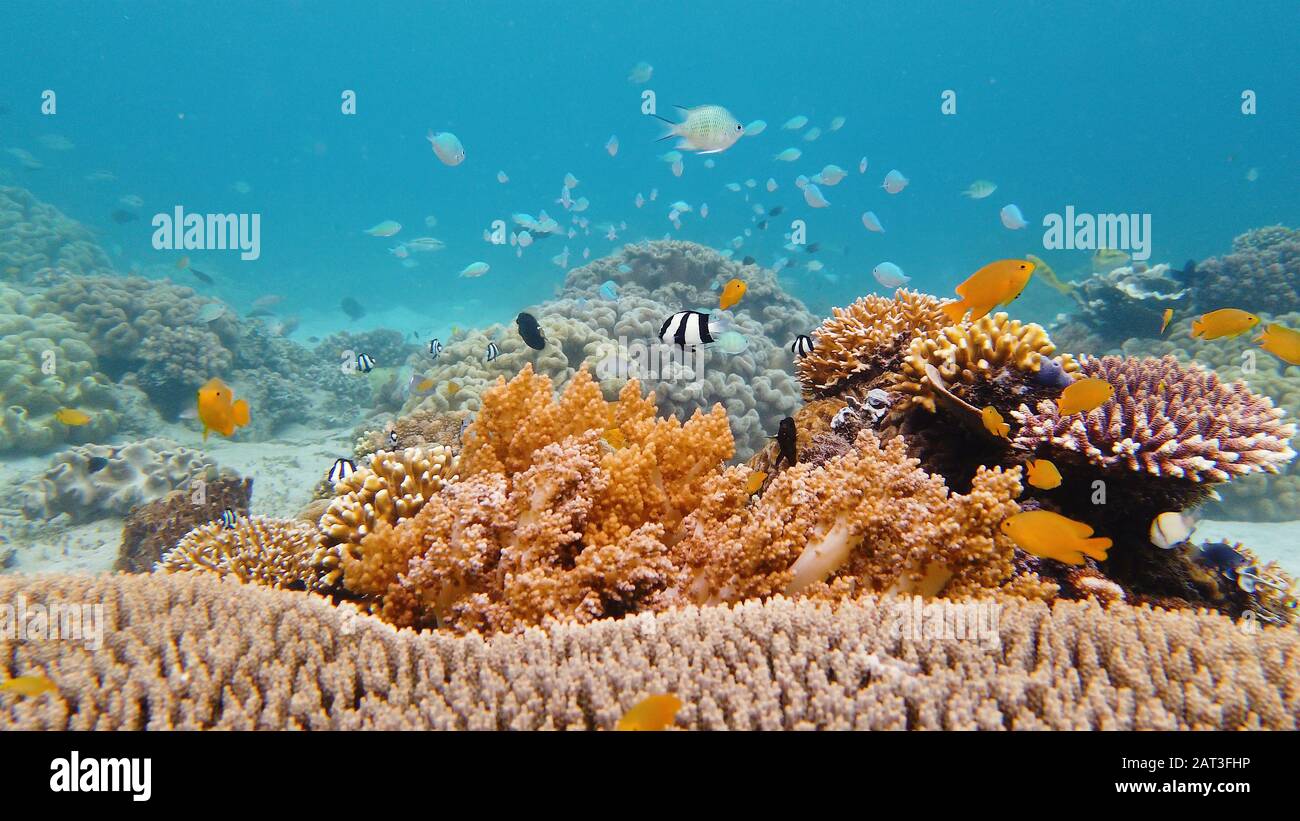 Tropical fishes and coral reef underwater. Hard and soft corals, underwater landscape. Leyte, Philippines. Stock Photo