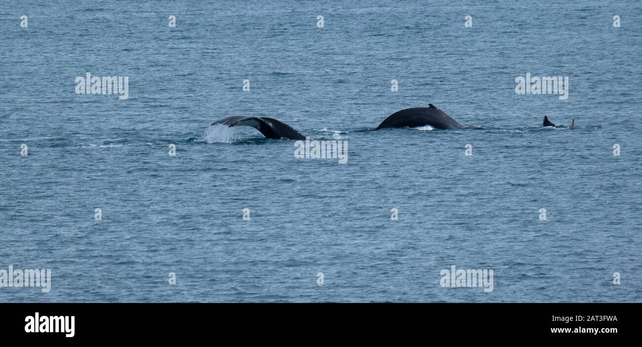 A pod of humpback whales feeding on the shores of Greenwich Island, South Shetand Islands, Antartica Stock Photo