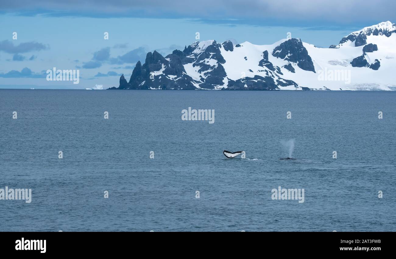 A pod of humpback whales feeding on the shores of Greenwich Island, South Shetand Islands, Antartica Stock Photo