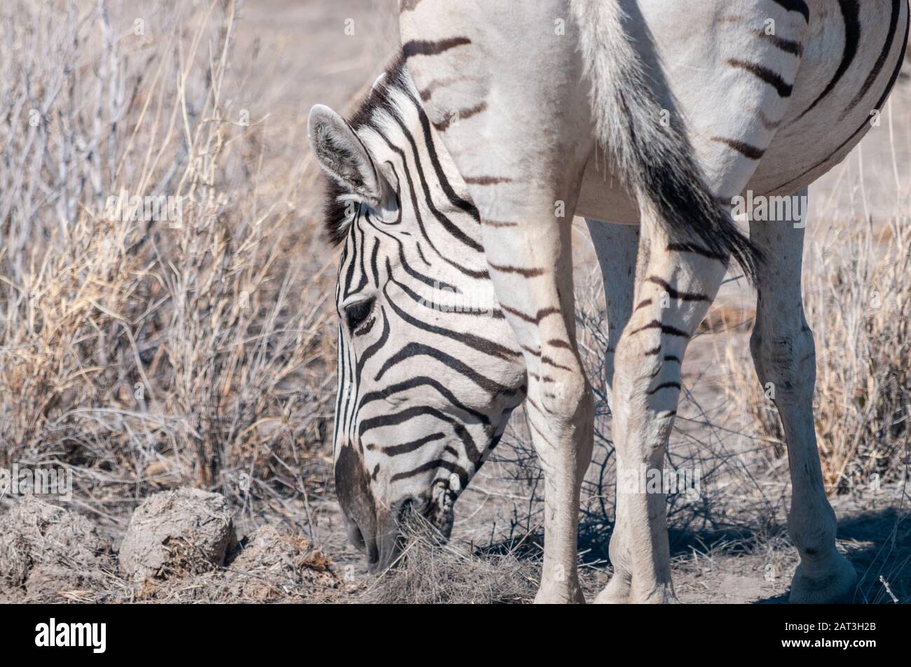 Closeup of the head of a Burchell's Plains zebra -Equus quagga ...