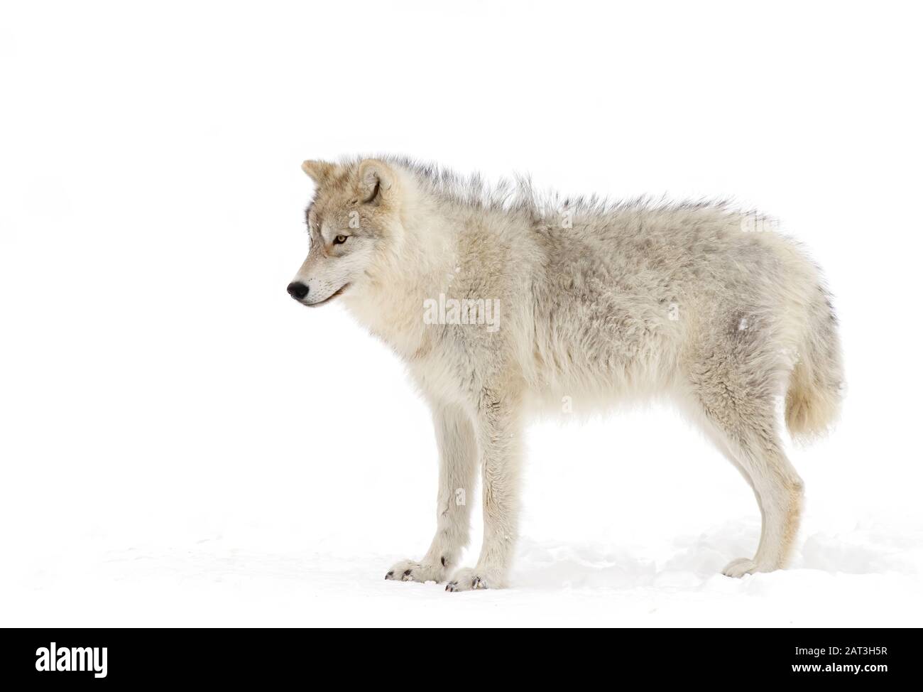 Arctic wolf isolated on white background walking in the winter snow in Canada Stock Photo