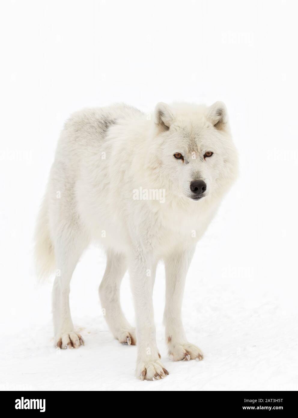Arctic wolf isolated on white background walking in the winter snow in Canada Stock Photo