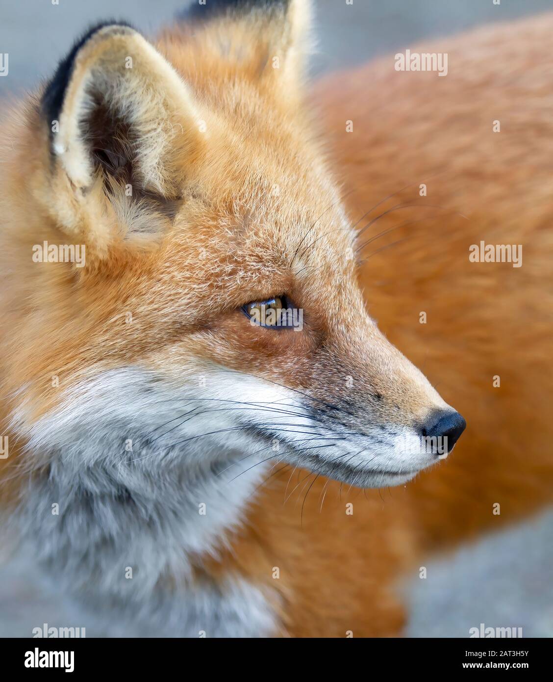 Red fox (Vulpes vulpes) portrait closeup in Algonquin Park, Canada ...