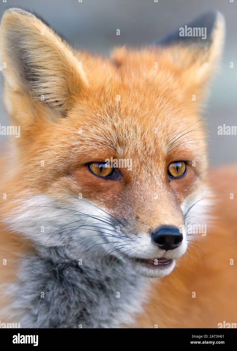 Red fox (Vulpes vulpes) portrait closeup in Algonquin Park, Canada ...