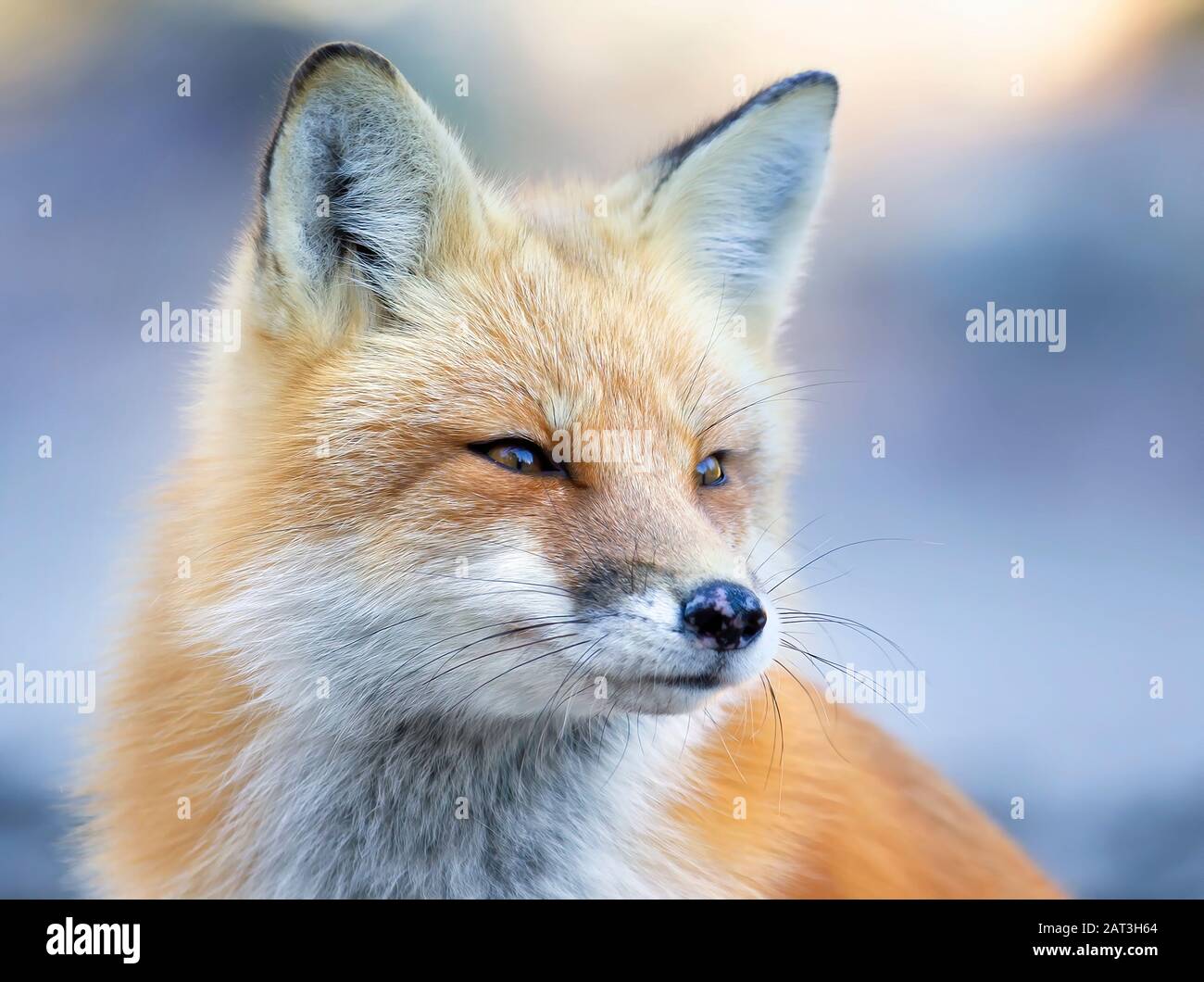 Red fox (Vulpes vulpes) portrait closeup in Algonquin Park, Canada ...