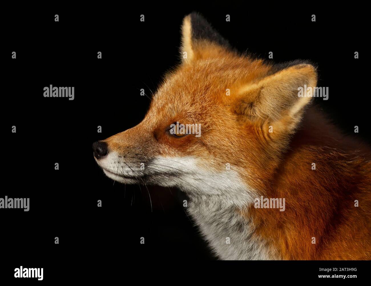 Red fox (Vulpes vulpes) portrait closeup in Algonquin Park, Canada ...