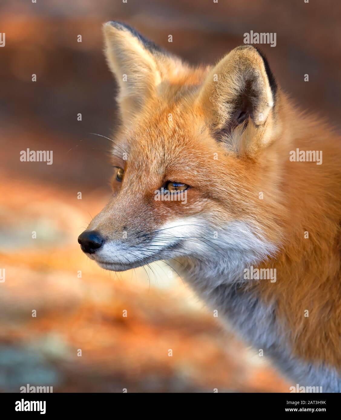 Red fox (Vulpes vulpes) portrait closeup in Algonquin Park, Canada ...