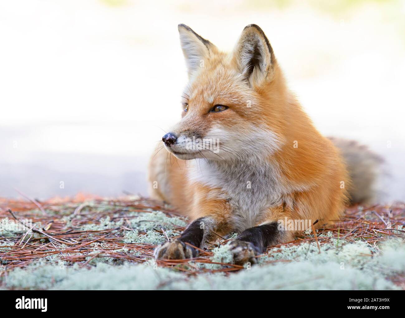 Red fox (Vulpes vulpes) portrait closeup in Algonquin Park, Canada ...