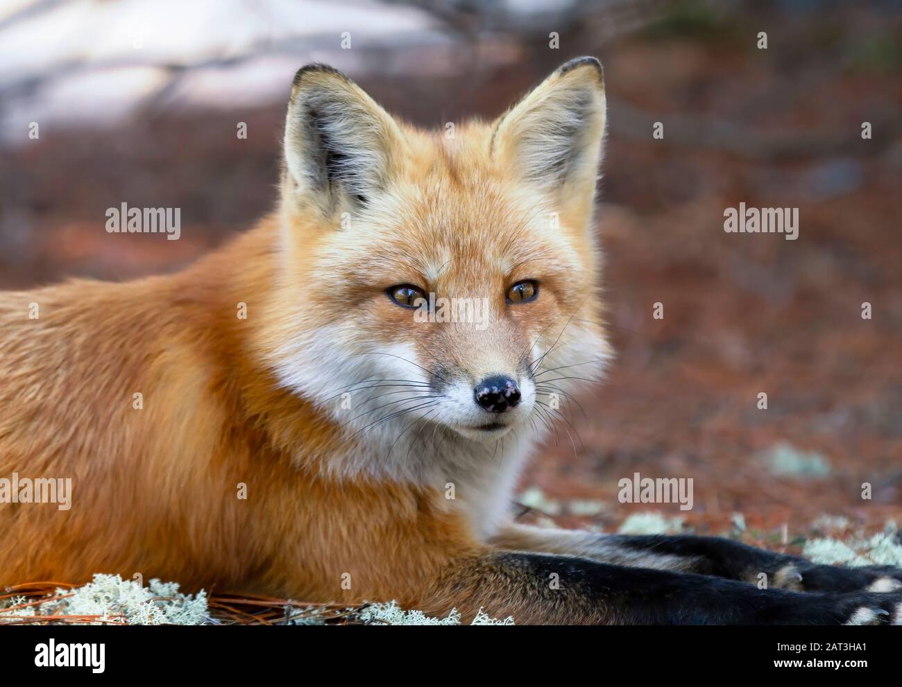 Red fox (Vulpes vulpes) portrait closeup in Algonquin Park, Canada ...