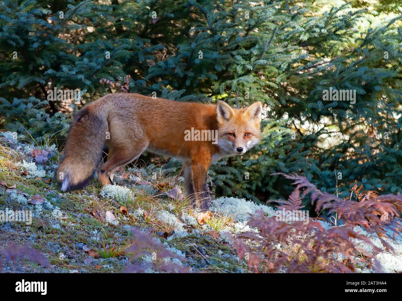 Red fox (Vulpes vulpes) portrait closeup in Algonquin Park, Canada ...
