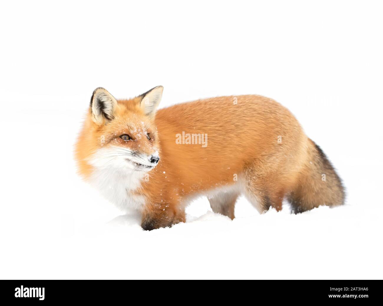 Red fox Vulpes vulpes isolated on white background with a bushy tail hunting in the freshly fallen snow in Algonquin Park in Canada Stock Photo