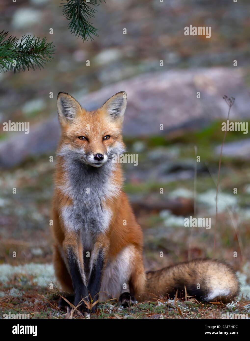 Red fox (Vulpes vulpes) portrait closeup in Algonquin Park, Canada ...