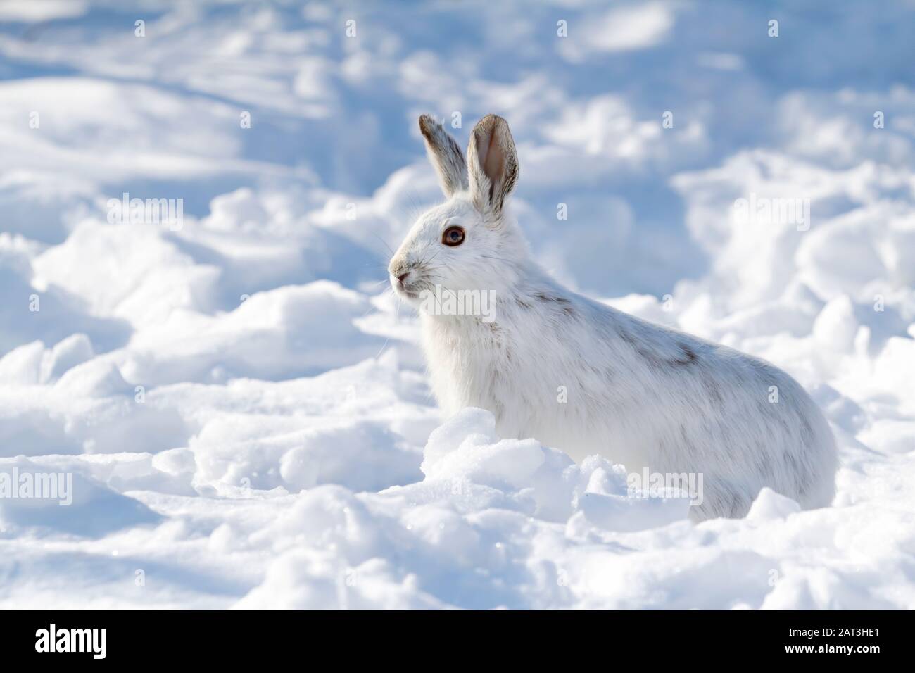 Snowshoe hare feet hires stock photography and images Alamy