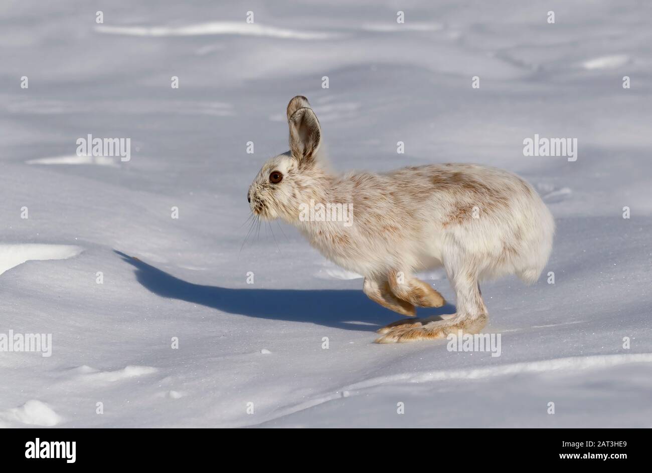 Snowshoe hare or Varying hare with white and brown fur isolated on
