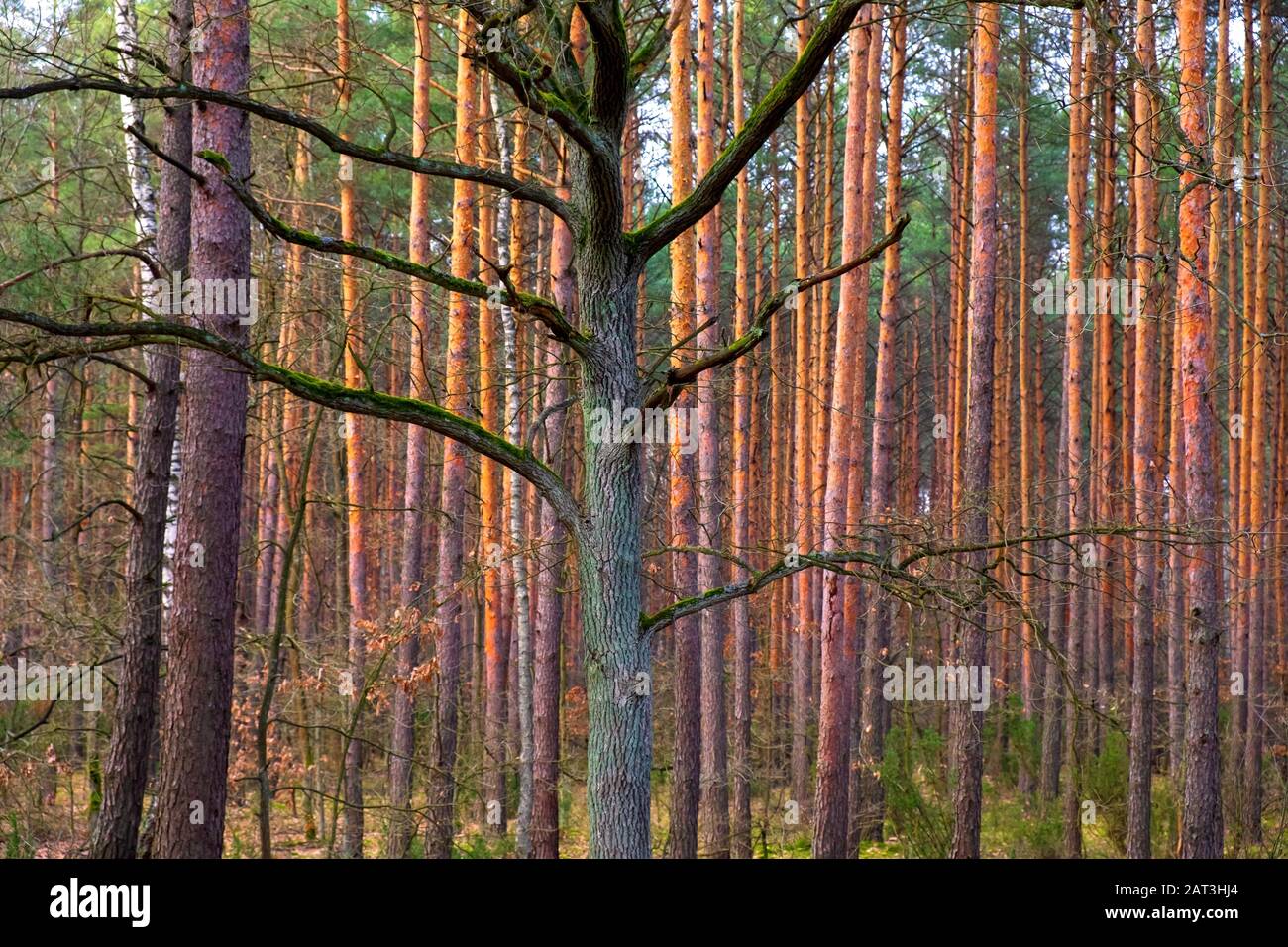 Winter landscape of a central European mixed wood forest in the Mazovia region of Poland, within the Kampinoski National Park territory. Stock Photo