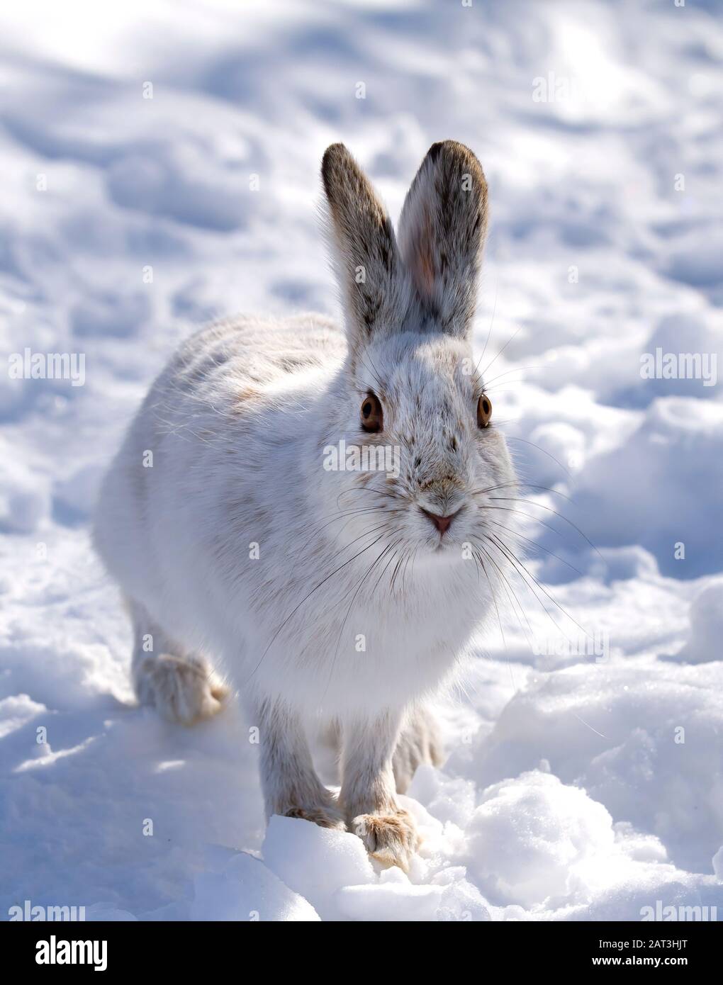 Snowshoe hare winter color hires stock photography and images Alamy