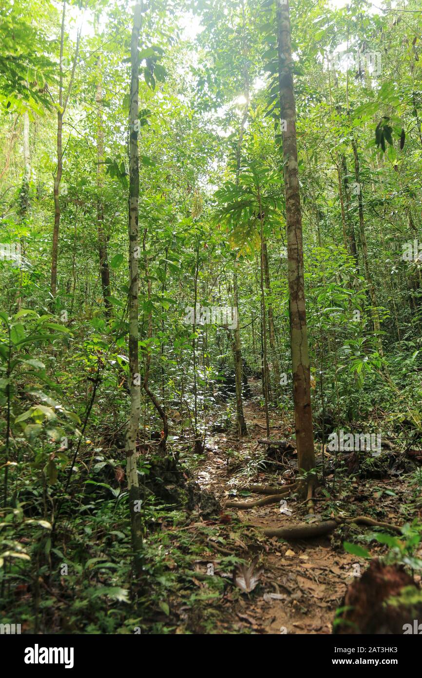 the dense jungle in the forest of Raja Ampat, West Papua province ...