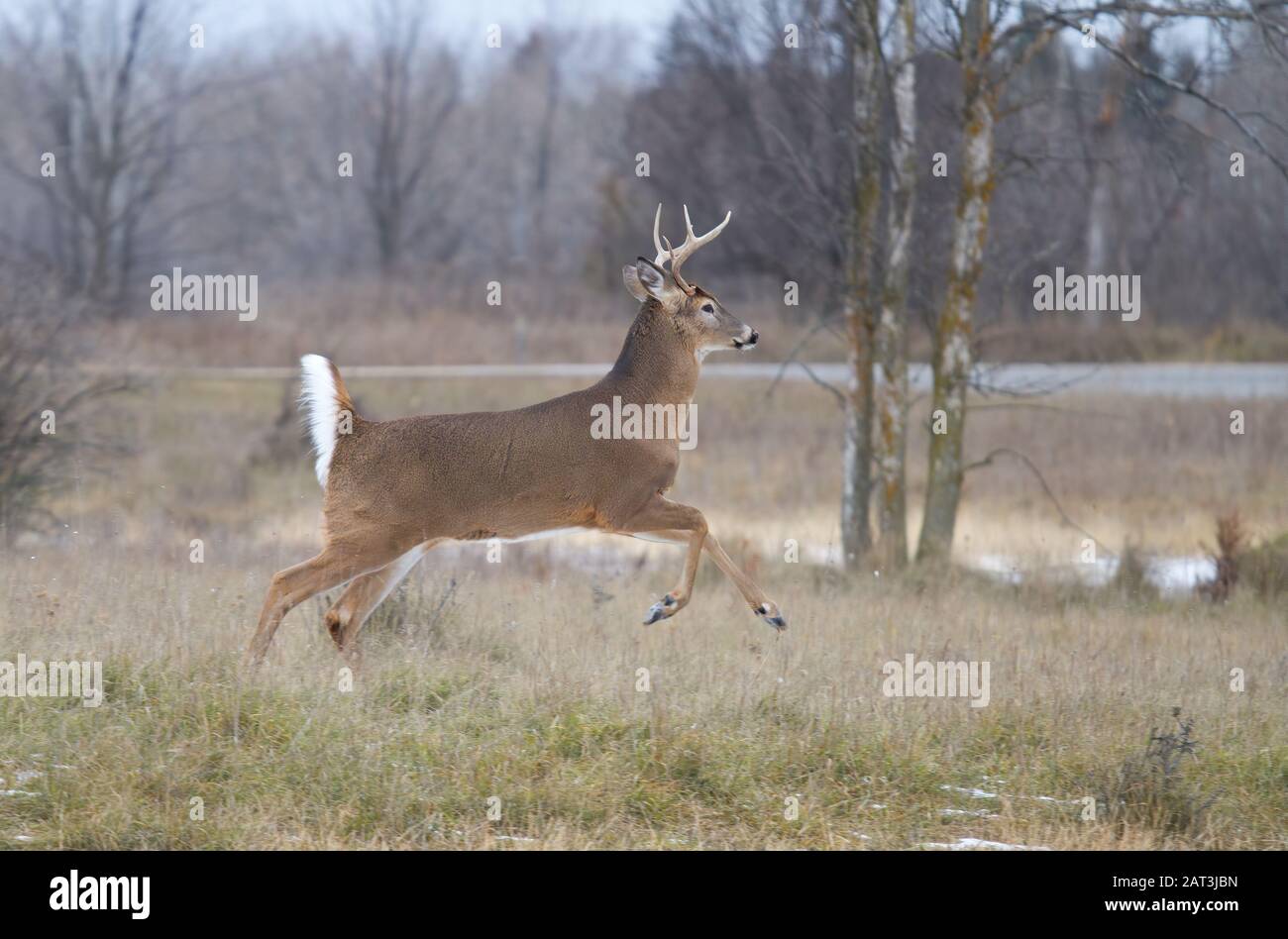 Whitetailed deer buck running through the meadow after a doe during