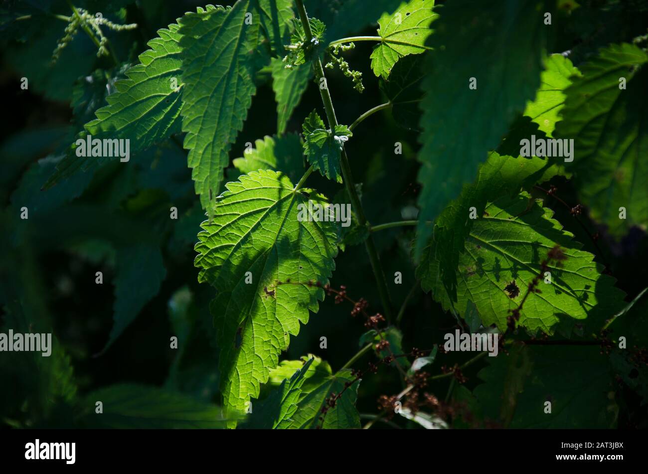 Green leaves growing in the forest hi-res stock photography and images ...