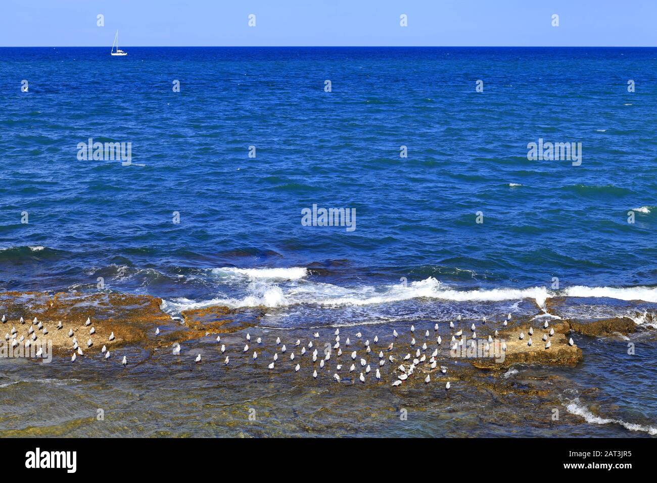 Adriatic Sea shoreline with sea birds gatherings at the water waves in Trani old town historic city center, in Apulia region of Italy. Stock Photo