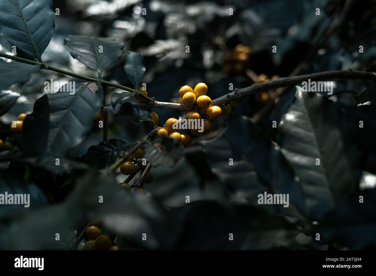 Yellow cherry coffee beans in the garden And natural dark coffee tree