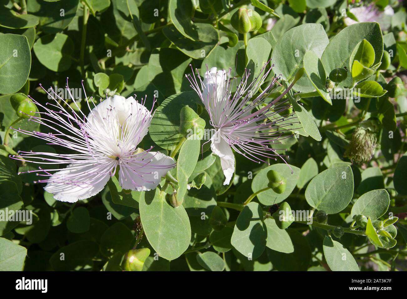 Wild capers growing in Mediterranean stone wall with blooming purple