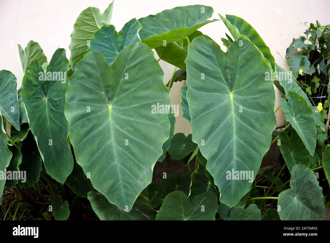 Large green polygonal leaves of ridged gourd in fresh garden Stock Photo