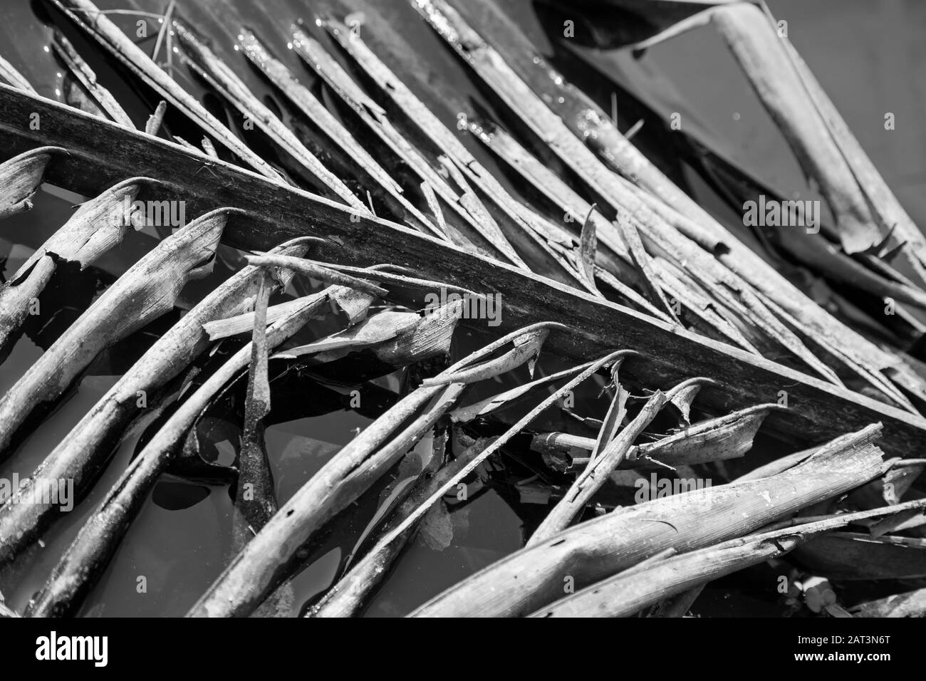 Indonesia, Bali, Tegalalang Rice Terraces, Fallen Coconut palm leaf in water (Detail) Stock Photo