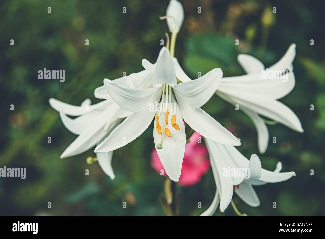 Beautiful white lilies in the garden on a Sunny spring day on a green background. Close up. Toned Stock Photo