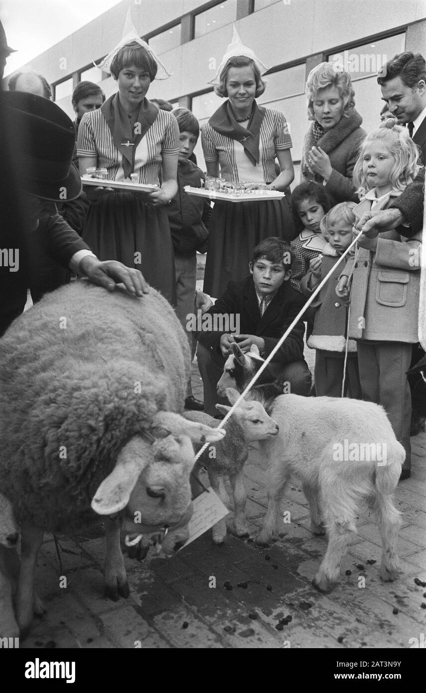 Residents of Katwoude (the smallest municipality of the Netherlands) stay  Hostesses of the hotel receive the inhabitants of Katwoude and the beasts Annotation: The sleepover was a publicity stunt ter occasion of the opening of the hotel; the Schiphol-Frommerhotel is the current hotel Ibis Amsterdam Airport Date: 26 March 1971 Location: Badhoevedorp, Haarlemmermeer, Noord-Holland Keywords: hotels, lambs, sheep Stock Photo