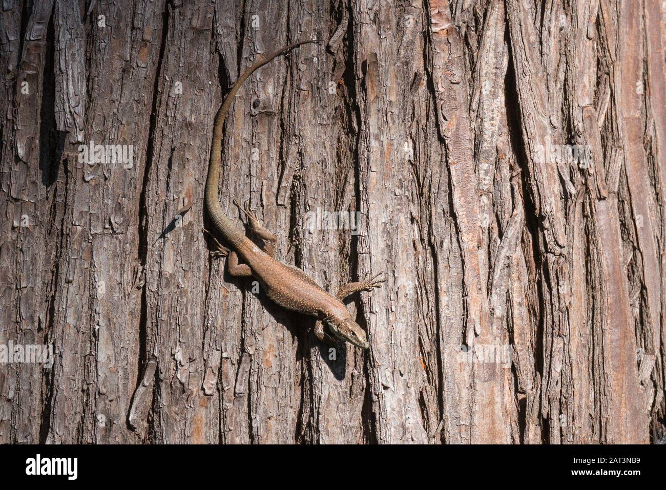 Madeiran wall lizard (Lacerta (Teira) dugesii), Palheiro Gardens, Madeira Stock Photo