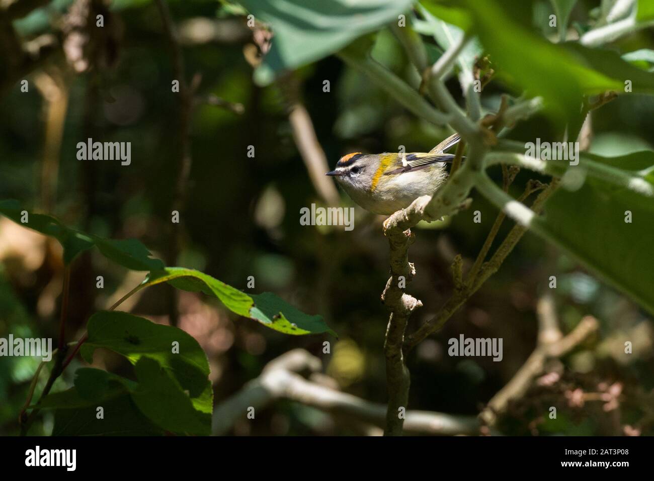 Madeira Firecrest (Regulus madeirensis) in a laurel forest on Madeira Stock Photo