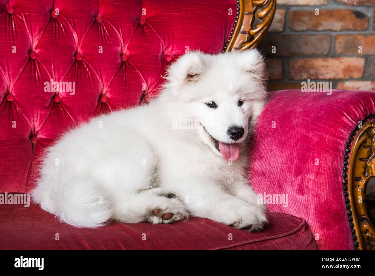 Samoyed dog puppy on the red luxury couch Stock Photo - Alamy