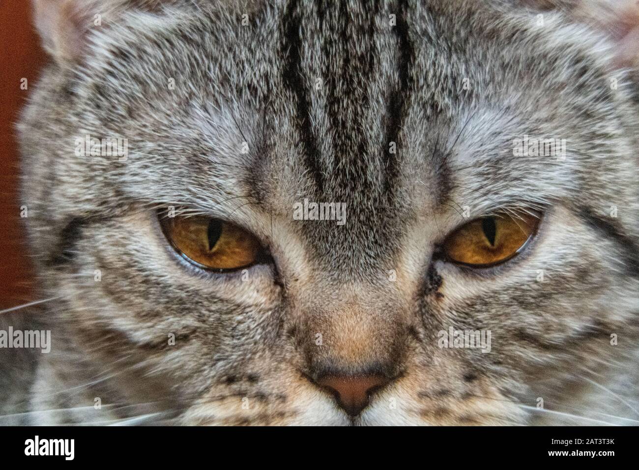 Young crazy surprised cat make big eyes closeup. American shorthair surprised cat or kitten funny face big eyes. Young cat looking surprised and Stock Photo