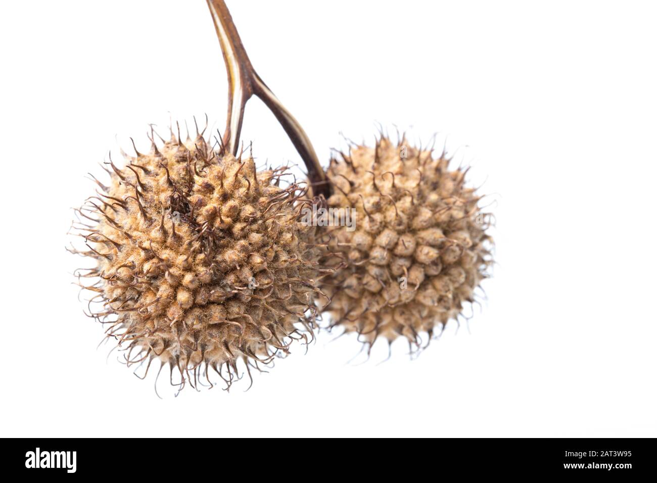 Seed heads of the London Plane, Platanus x Hispanica on a white background. Dorset England UK GB Stock Photo