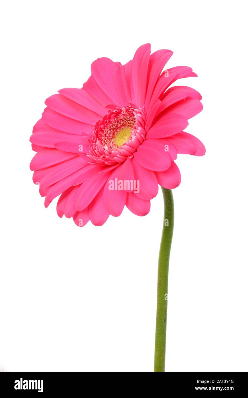 A pink gerbera flower isolated on white Stock Photo