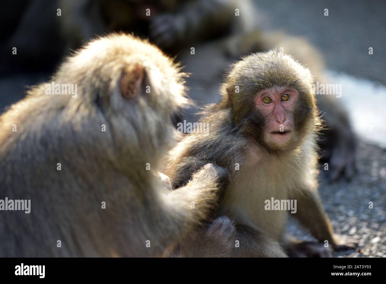 Yakushima macaque, Macaca fuscata yakui Stock Photo