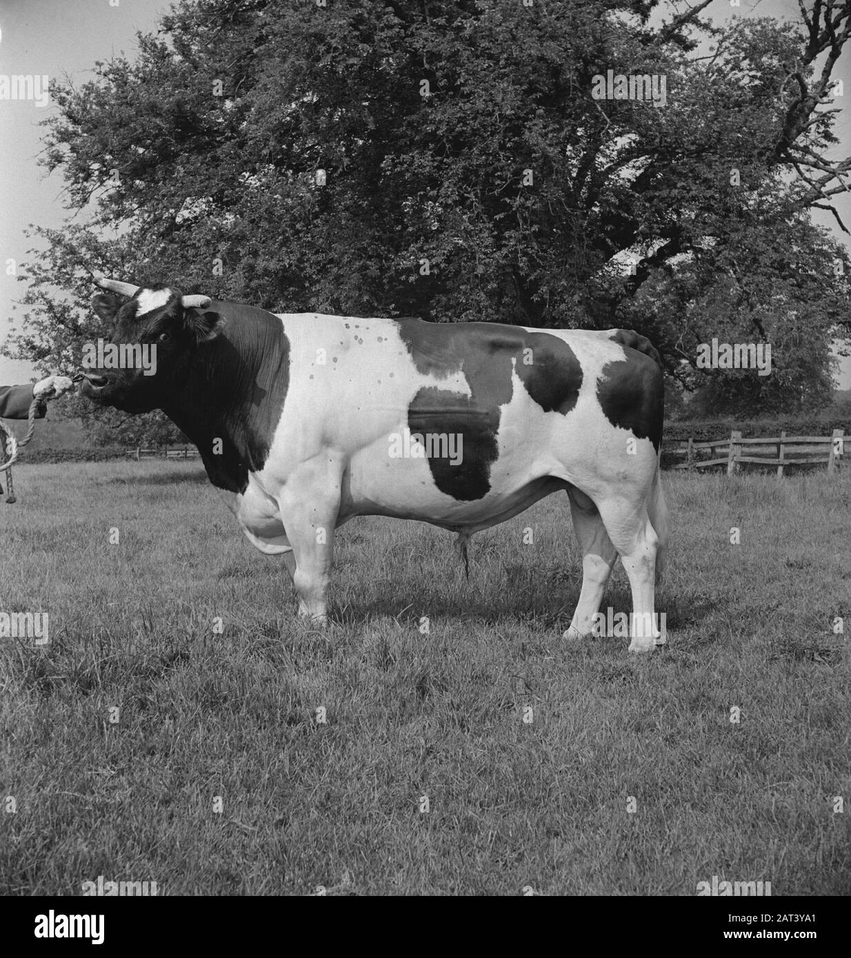 Dairy cows in agricultural farm Black and White Stock Photos & Images ...