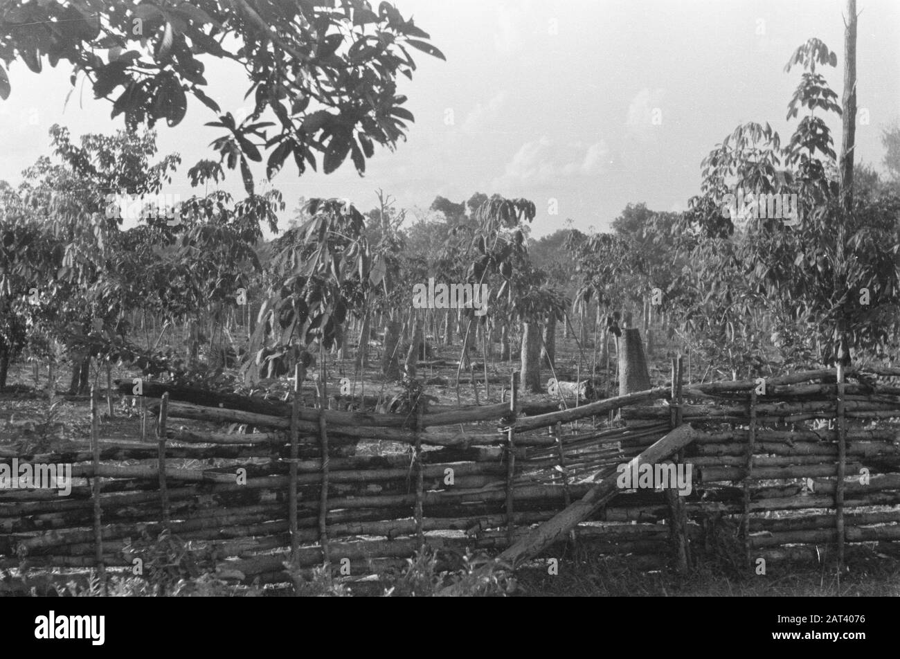 Palembangs  In the plantations the usury plants are ramped. The Republicans cut down the rubber trees Date: 23 July 1947 Location: Baturadja, Indonesia, Dutch East Indies, Sumatra Stock Photo