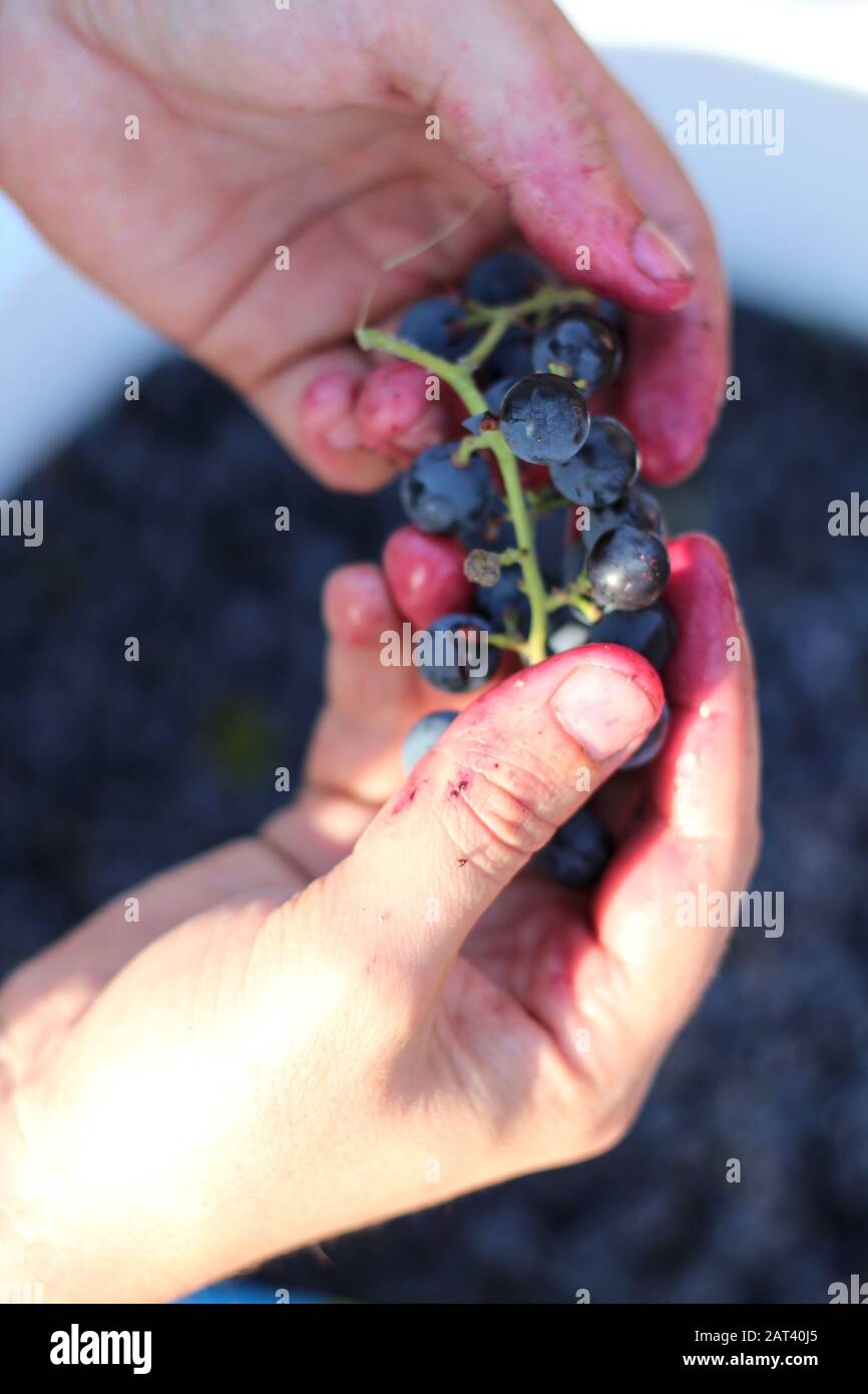 Two hands picking grapes with clusters over a large white bucket of berries. Wine making process Stock Photo