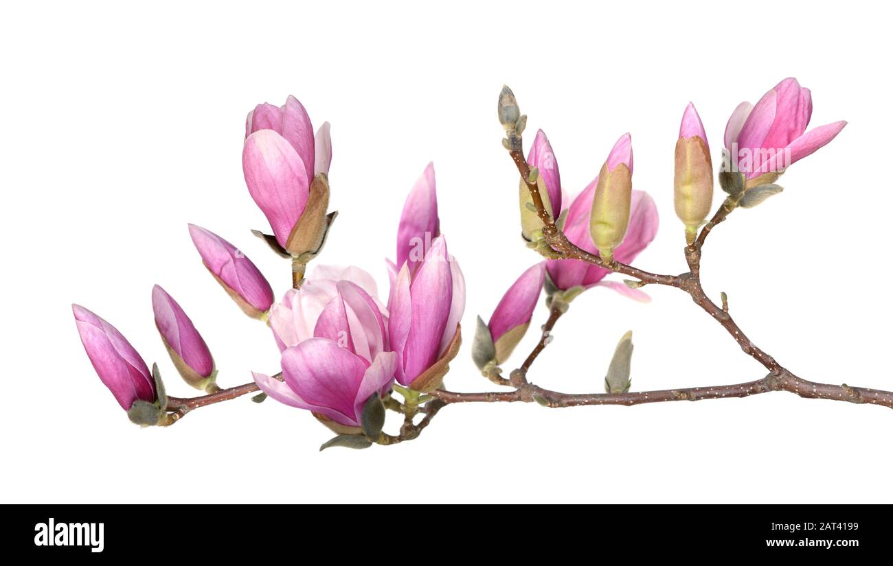 branch of pink magnolia flower isolated on white background Stock Photo ...
